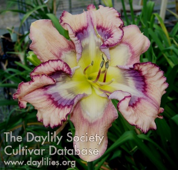 Daylily Outer Space